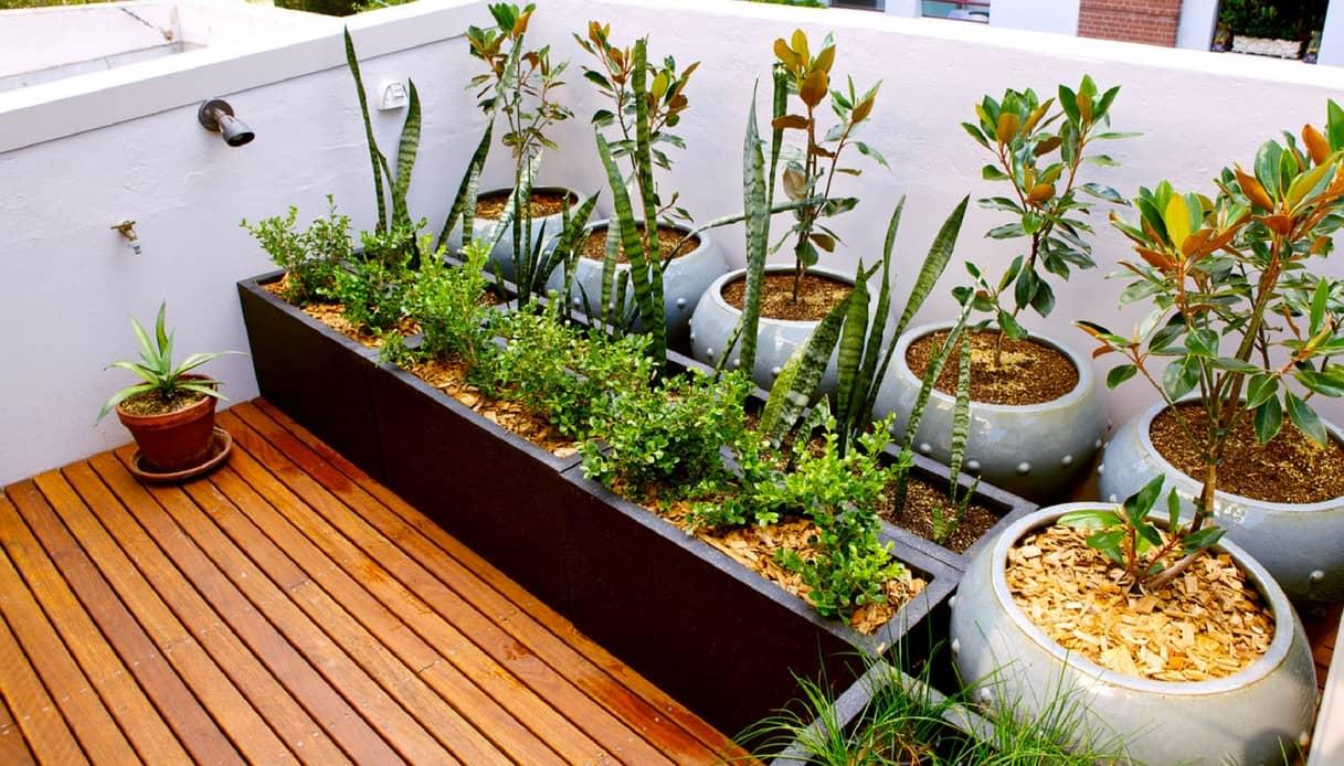 Orto sul balcone: cosa piantare e come realizzarlo