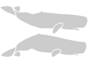 Stencil balena capodoglio