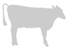 Stencil mucca