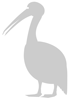 Stencil immagine di un pellicano