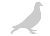 Stencil piccione