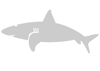 Stencil squalo