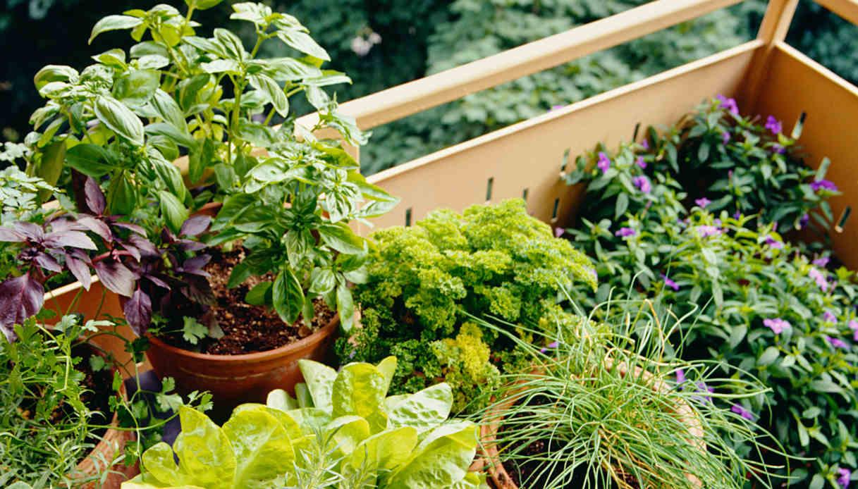 Orto sul balcone