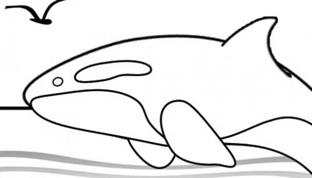 Disegno Da Colorare Di Un Orca Marina