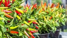 Peperoncino: tutti i segreti sulla coltivazione e come utilizzarlo in cucina