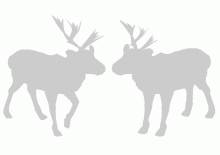 Renne di Natale stencil