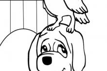 Cagnolino con uccellino in testa