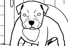 Piccolo pit bull