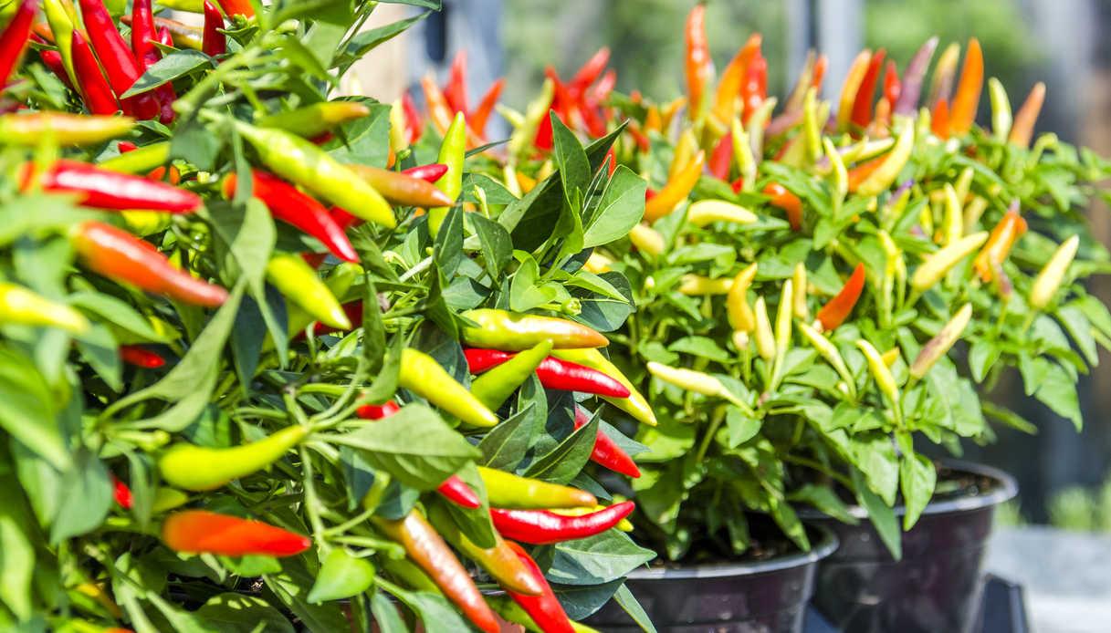 Peperoncino: tutti i segreti sulla coltivazione e come utilizzarlo in cucina