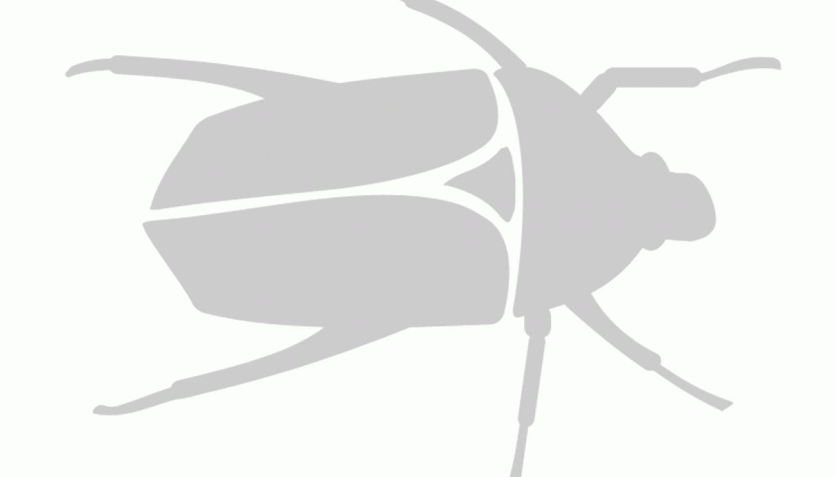 Stencil scarabeo portafortuna