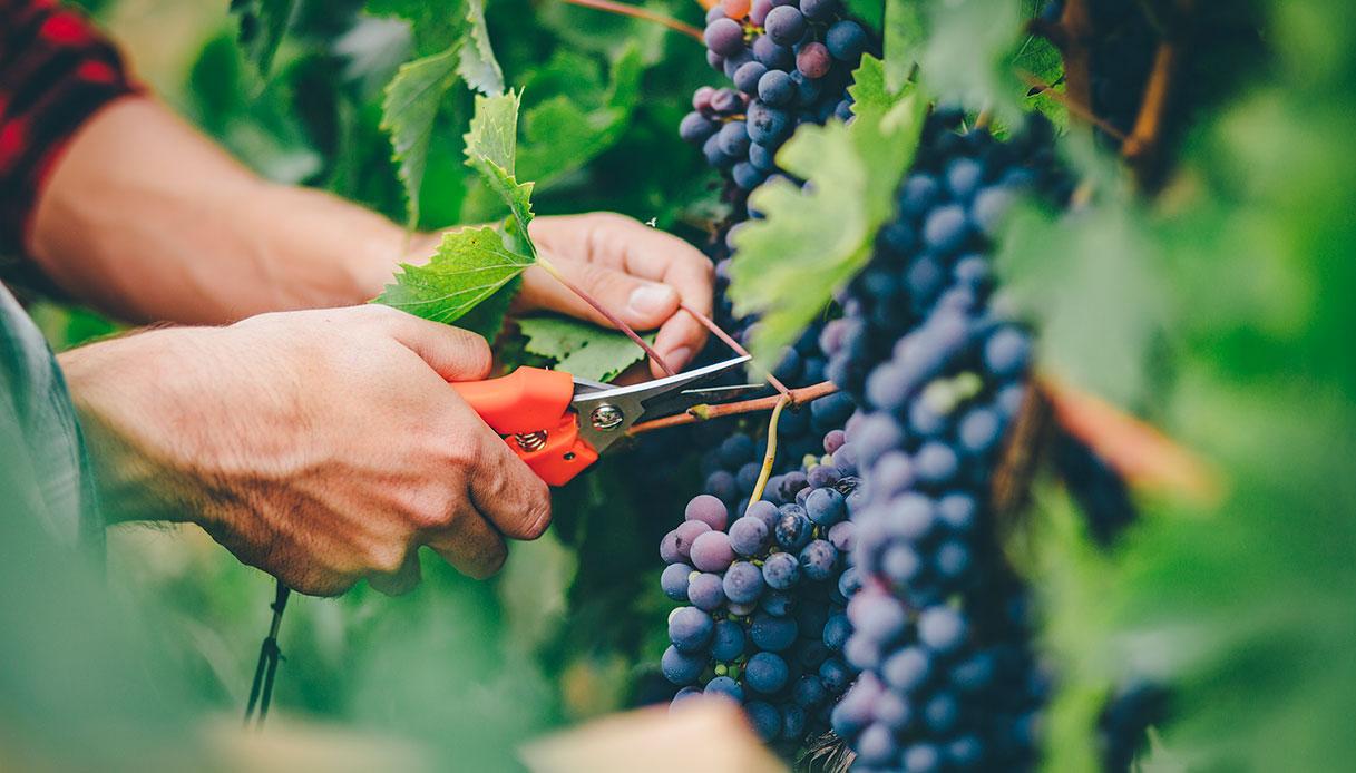 Come prendersi cura dell’uva