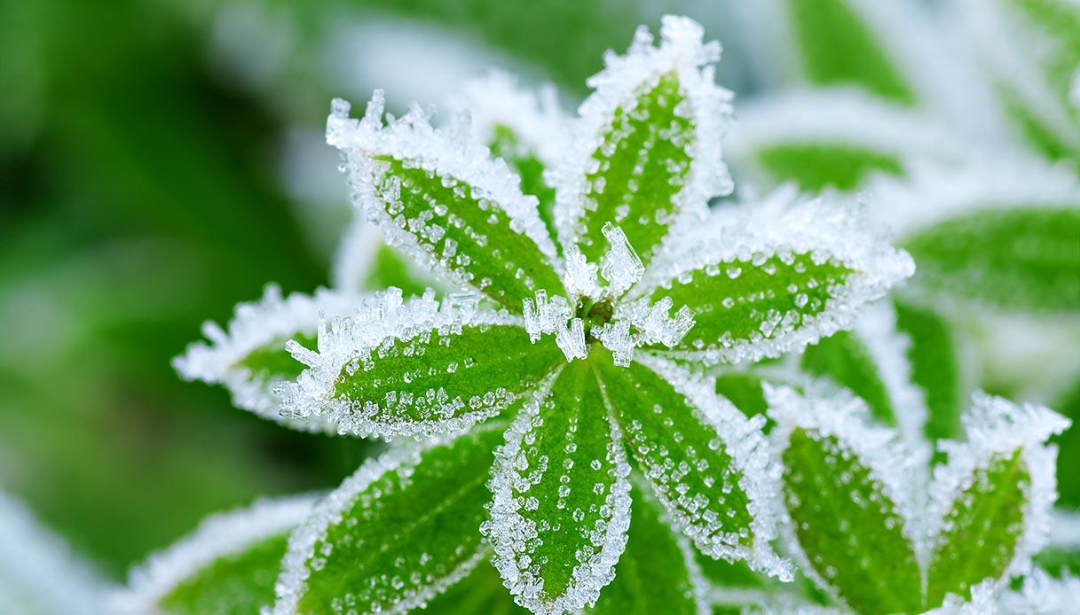 Come proteggere le piante dal freddo invernale